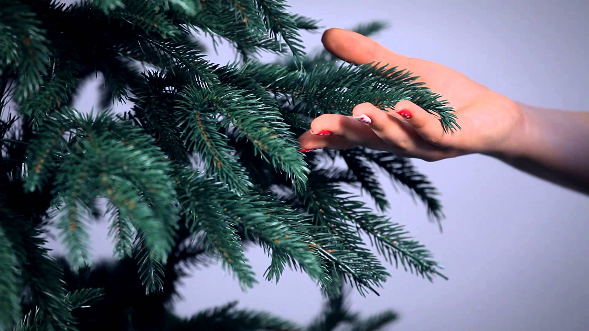 Россельхознадзор напоминает правила покупки новогодней елки