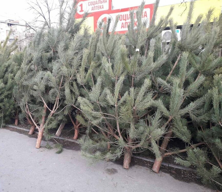 В администрации города Кузнецка пройдет открытый аукцион на размещение елочных базаров