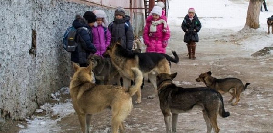 Отловом безнадзорных животных в Кузнецке занимается МКУП «Зеленый город»