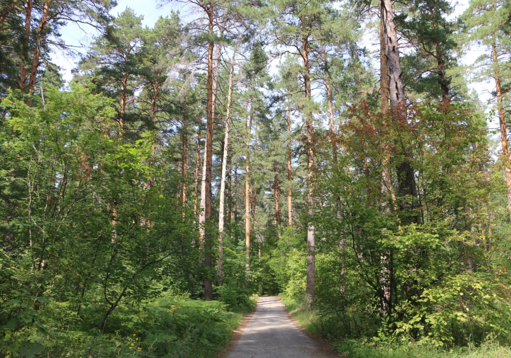 На территории Пензенской области введено временное ограничение на посещение лесов