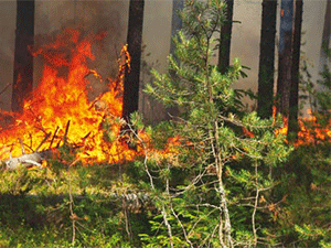С 19 по 24 июня на территории Пензенской области ожидается чрезвычайная пожарная опасность