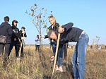 На мотодроме «Сухановский» продолжена акция по высадке деревьев