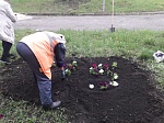 В Кузнецке под окнами домов ветеранов войны разбили клумбы и посадили цветы , оформив цифрой 75