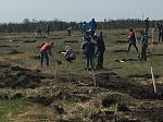 На мотодроме «Сухановский» высажено более двухсот саженцев деревьев